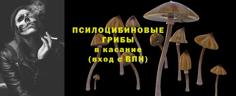 Галлюциногенные грибы Psilocybine cubensis  Раменское 